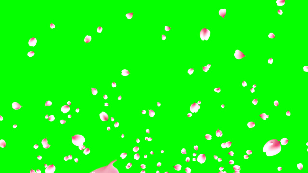 Cherry petals explosion.