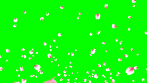 Cherry petals explosion.