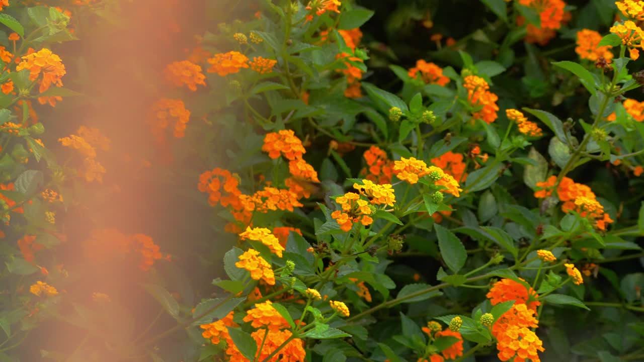 Beija-flor-tesoura peruano macho pairando enquanto se alimenta de flores de lantana amarelas, visto de costas e de lado com desfoque suave em primeiro plano, num cenário de jardim em Lima, Peru.