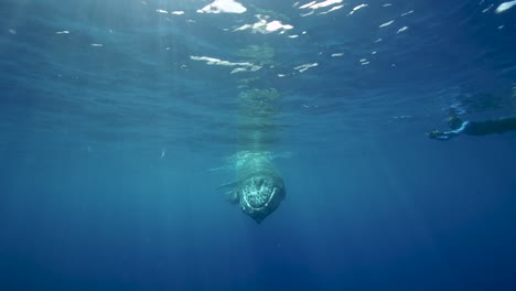 Young-humpback-whale-approaches-in-slow-motion-in-clear-water-around-the-island-of-Tahiti,-south-Pacific,-French-Polynesia