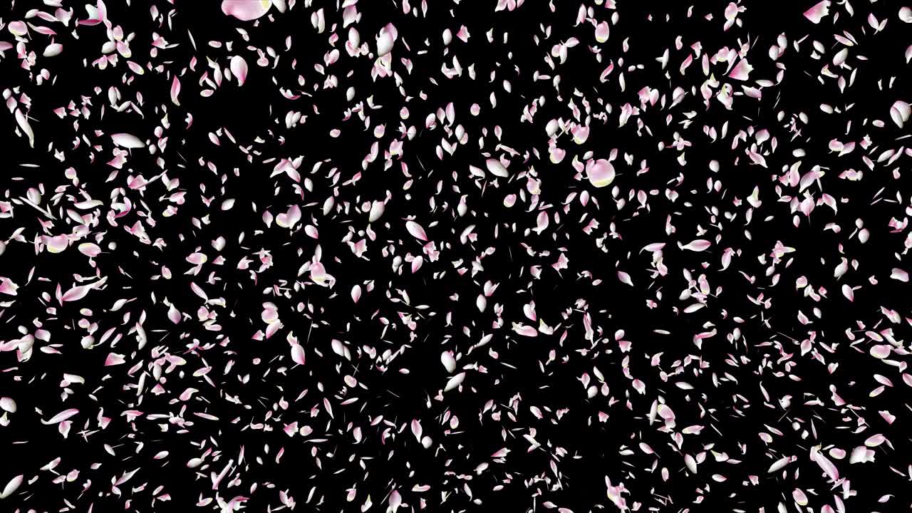 분홍색 로터스 잎이 날아가고 있습니다.