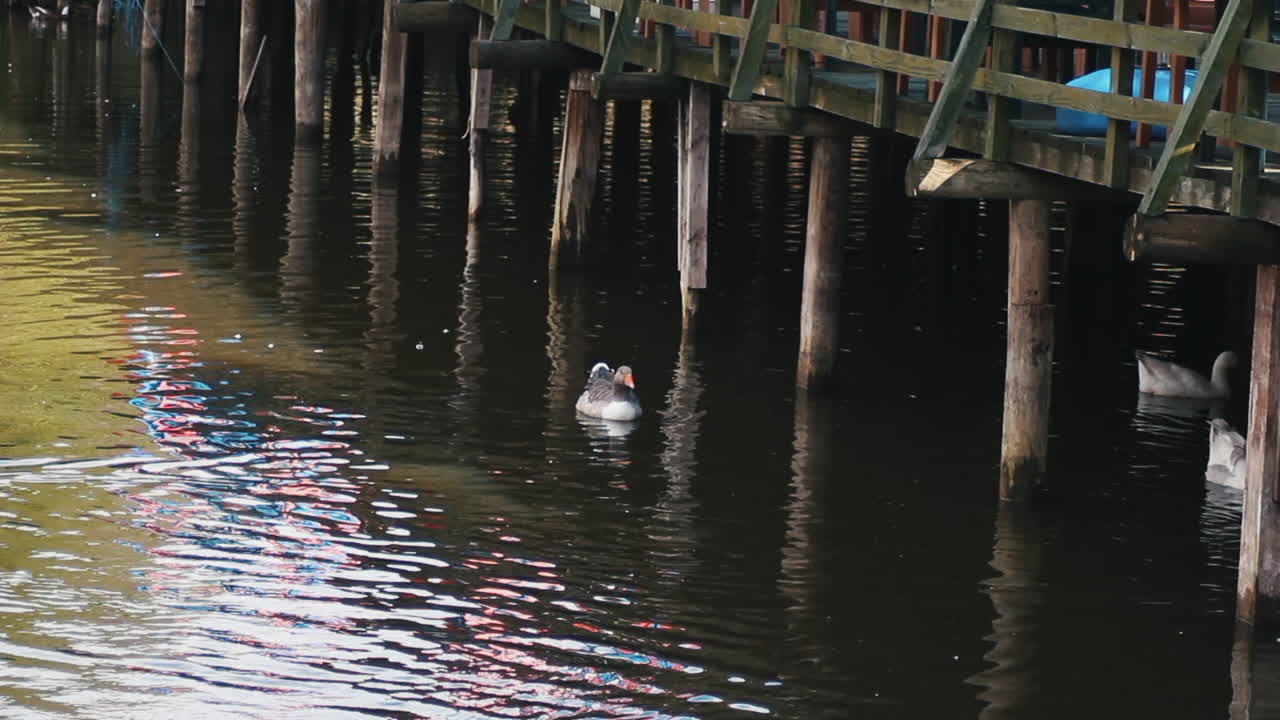 WILD DUCKS ARE FLOATING IN THE LAKE