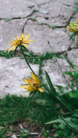 yellow flowers on a stone path