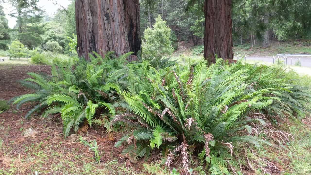 Walking around nature in redwood forest in 4k