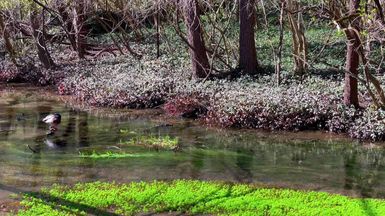 오리를 드러내기 위해 왼쪽으로 패닝하는 밝은 녹색 이끼가 있는 습지에 흐르는 편안한 자연 개울