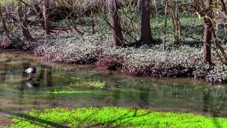 relaxing natural stream flowing in wetland with bright green moss panning left to reveal duck