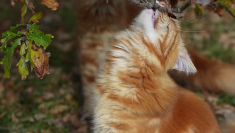 Two-Maine-coons-walking-on-autumn-grass-on-warm-sunny-day,-close-up-view