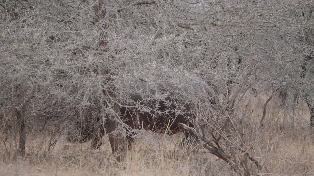 African Hippopotamus or Hippo in Kruger National Park South Africa, tracking following mammal moving through brush