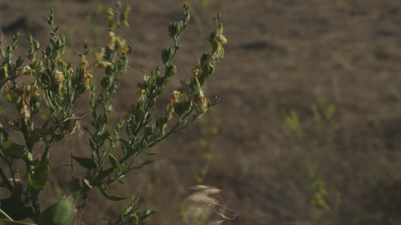 dry desert rocky grassland landscape. weeds blowing in the breeze