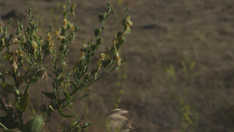 dry desert rocky grassland landscape. weeds blowing in the breeze