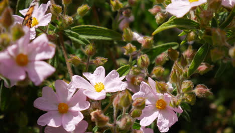 Ein-Distelfalter,-Der-Sich-Von-Nektar-Ernährt,-Pollen-Auf-Rosafarbenen-Wildblumen-Sammelt-Und-Dann-Davonfliegt