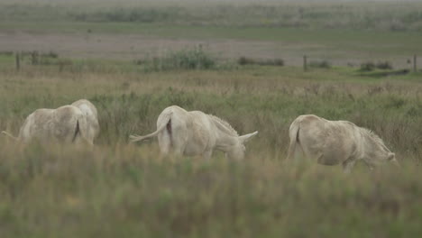 three white donkeys grazing on a meadow