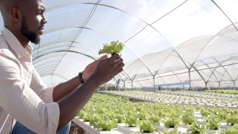 inspecting lettuce plant, african american man working in greenhouse hydroponic farm