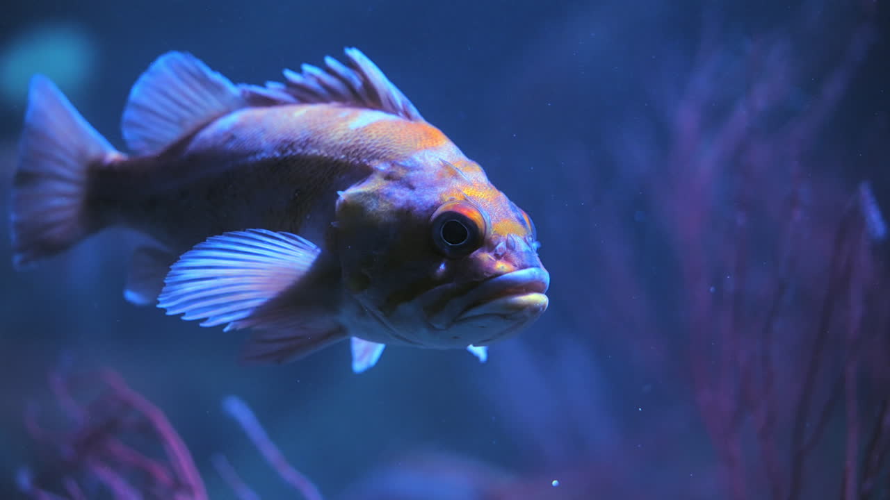 다채로운 발 바위 물환경에서 에서