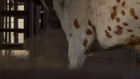 a brown spotted bull walks through his pen in the sunlight