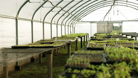 Plants,-tray-and-seedlings-in-agriculture
