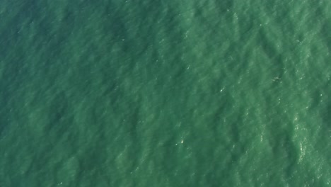 Right-trucking-aerial-drone-birds-eye-top-view-of-beautiful-tropical-turqoise-ocean-water-with-small-waves-crashing-into-the-golden-Cacimbinhas-beach-surrounded-by-cliffs-on-a-warm-summer-day