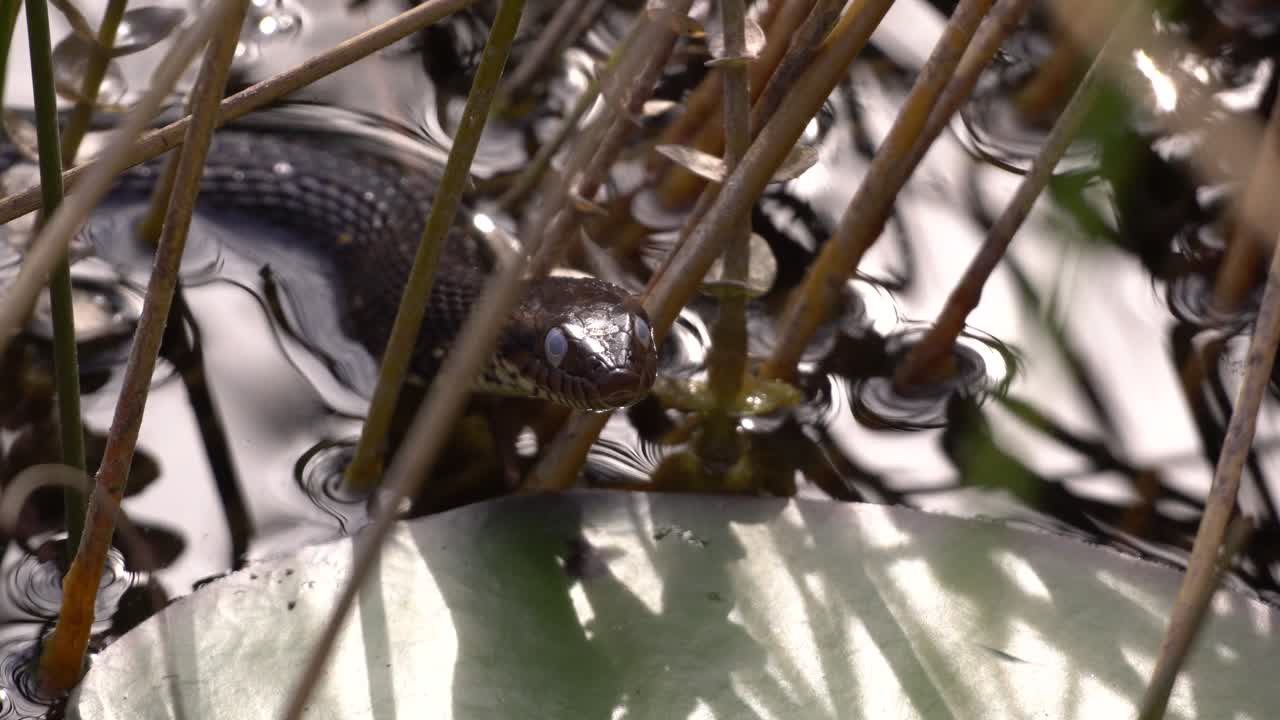 Black water snake sticking its tongue out in a grassy wetlands swamp in South Florida in uhd 4k 29.97p