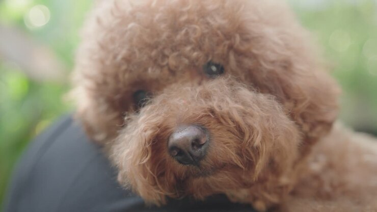 A brown poodle resting on a person's shoulder