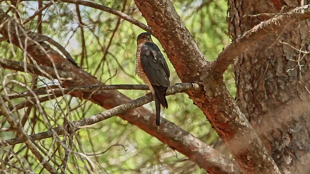 Sparrowhawk is perched on a tree, busy preening its feathers