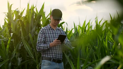 Un-Agricultor-Con-Una-Tableta-Al-Atardecer-En-Un-Campo-De-Maíz-Examina-Las-Plantas-Y-Utiliza-Los-Controles-De-La-Aplicación-Y-Envía-Datos-De-Análisis-Sobre-La-Cosecha-Exitosa.