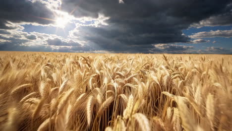 golden wheat field under dramatic sky