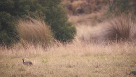 two helmeted guineafowl birds walking in windy african savannah grass