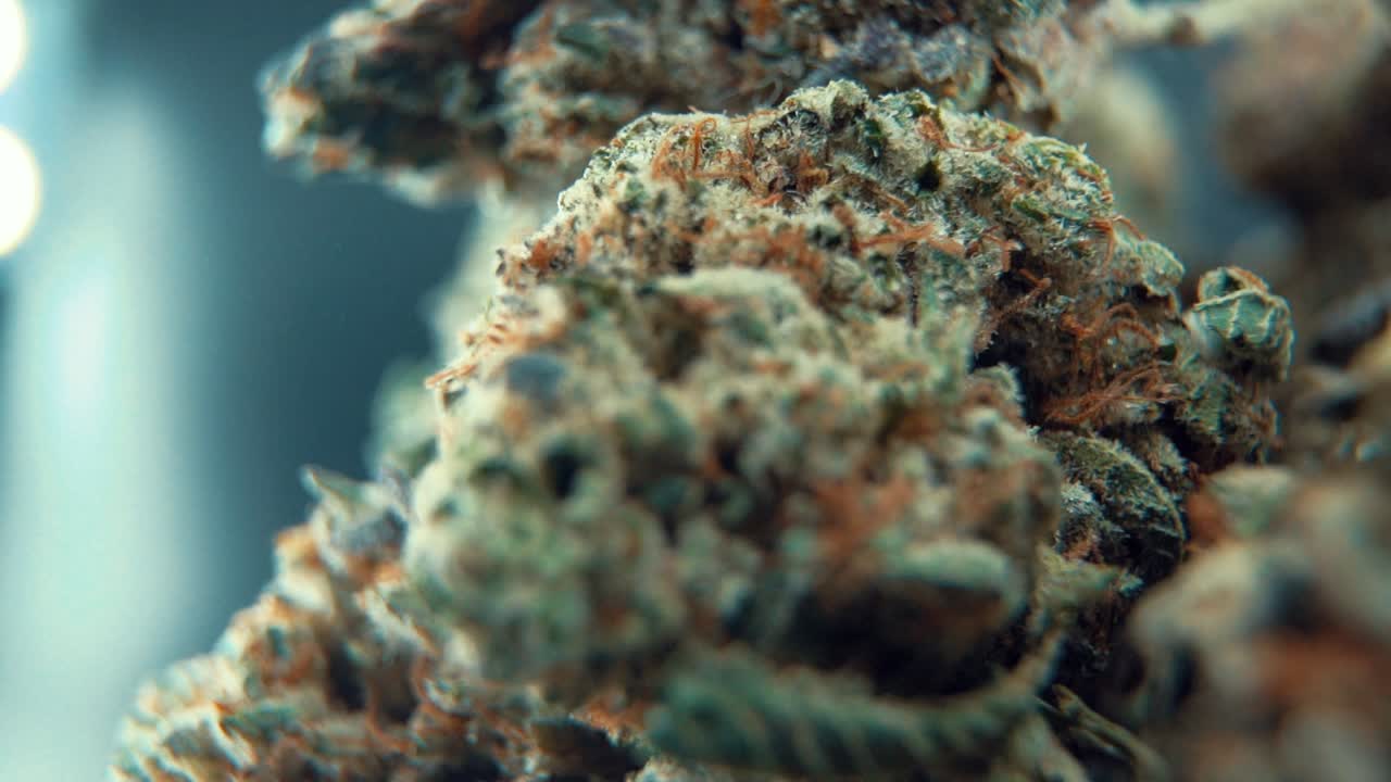 A macro cinematic crispy shot of a cannabis plant, hybrid orange strains, Indica ,marijuana flower, on a 360 rotating stand, Full HD, super slow motion, 120 fps, studio lighting