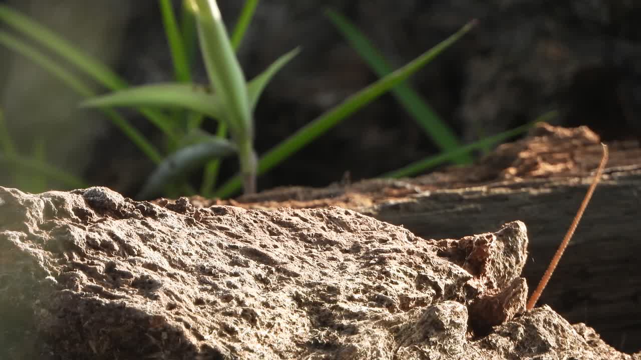 Lucertola in attesa di cibo - Caccia - Occhi.