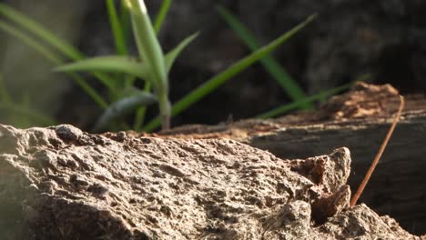 lizard waiting for food - hunt - eyes