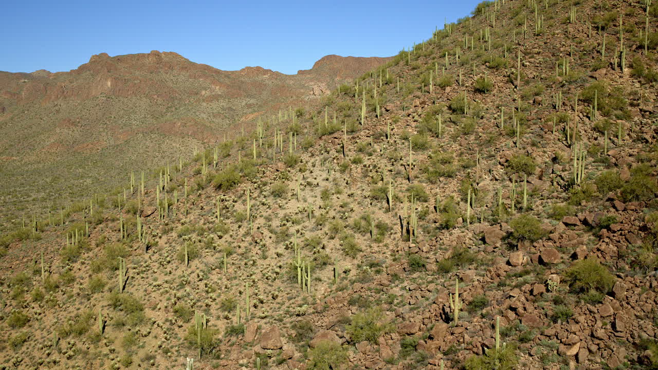 volando sobre un paisaje desértico, donde los cactus saguaro dominan la ladera de la montaña, a través de un dron