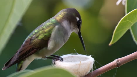 hummingbird building a tiny nest on a branch