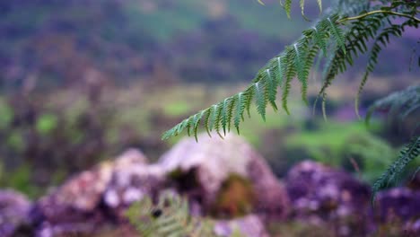 Adlerfarn-Wiegt-Sich-Sanft-Im-Wind-Im-Englischen-Lake-District