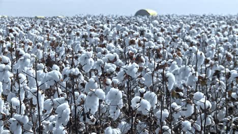 cotton, one of the most widely grown and important agricultural crops in brazil