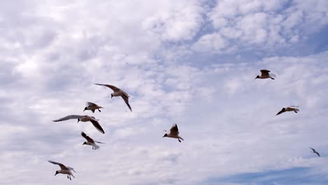 a flock of seagulls and a headwind