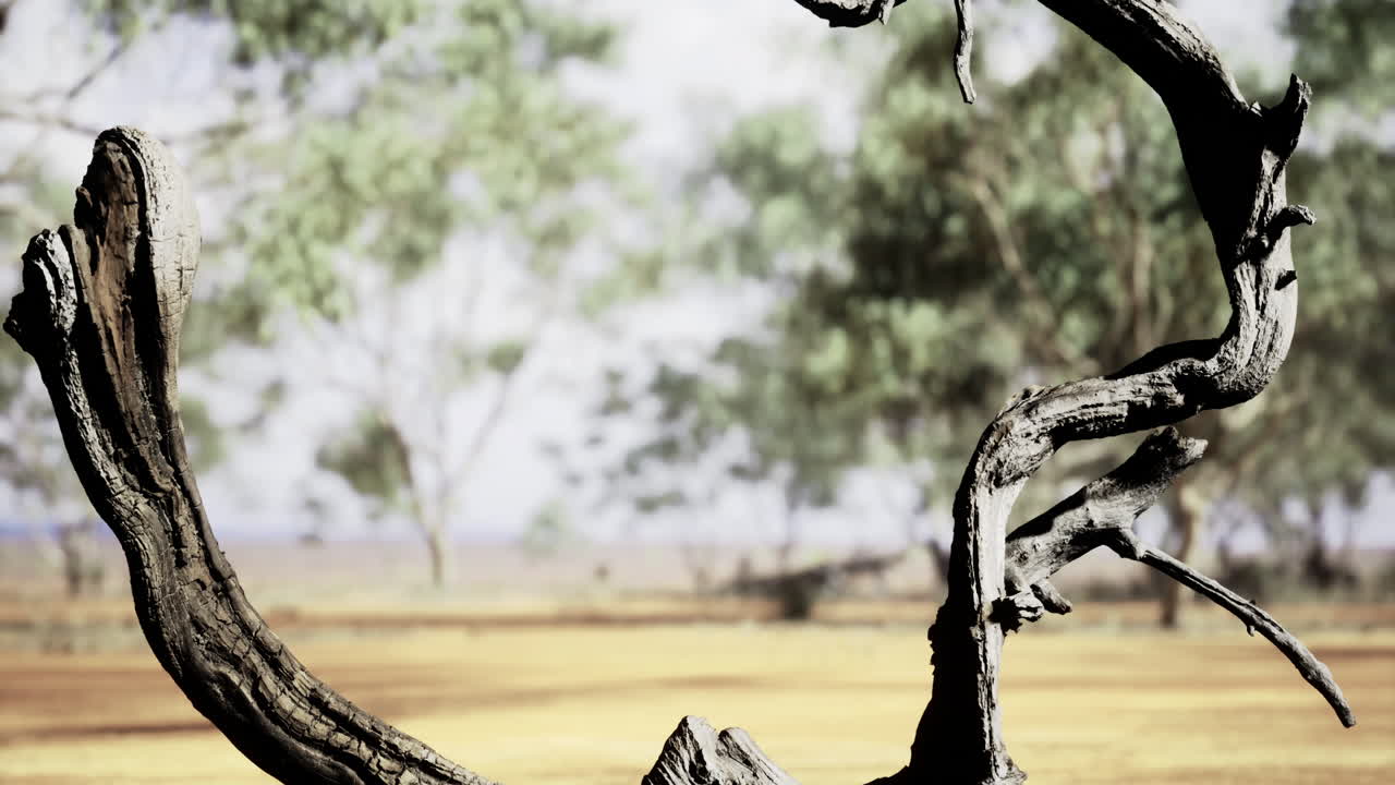 Artistic twisted tree branch in a serene natural landscape during midday