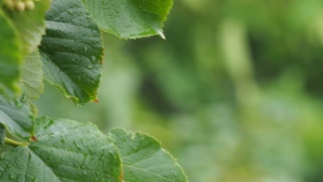 wet green linden tree leaves on the branch with rain drops, in rain