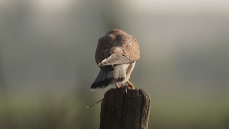 Pájaro-Halcón-Sentado-En-Un-Poste-De-Madera-Y-Comiendo-Ratones,-Vista-Trasera