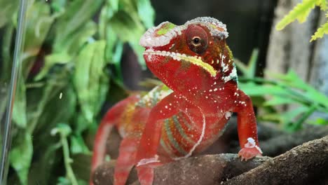 red chameleon in a terrarium