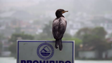 primer plano de cormorán descansando en un cartel tranquilamente al lado de un lago en un día soleado cerca de la molina, lima, perú