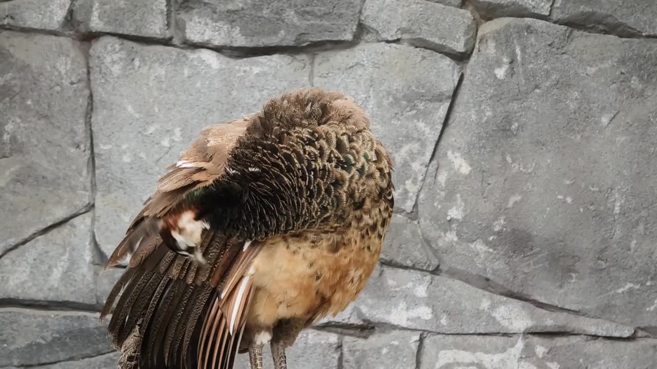 preparación de pavos