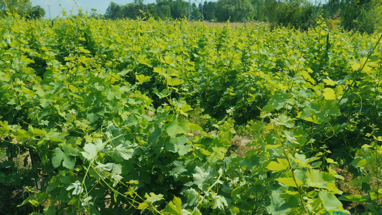 hileras de vid en un pequeño viñedo que se balancea en el viento