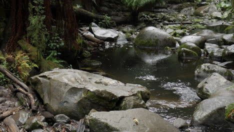 river flowing though smooth black rocks in the middle of a rain forest