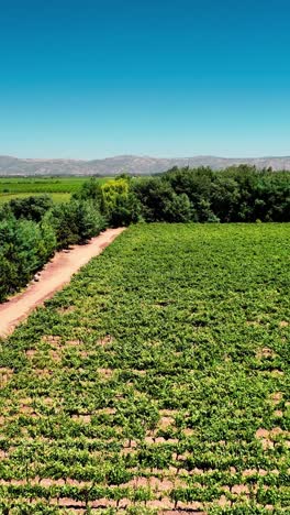 agriculture of tobacco leaves in the planting season