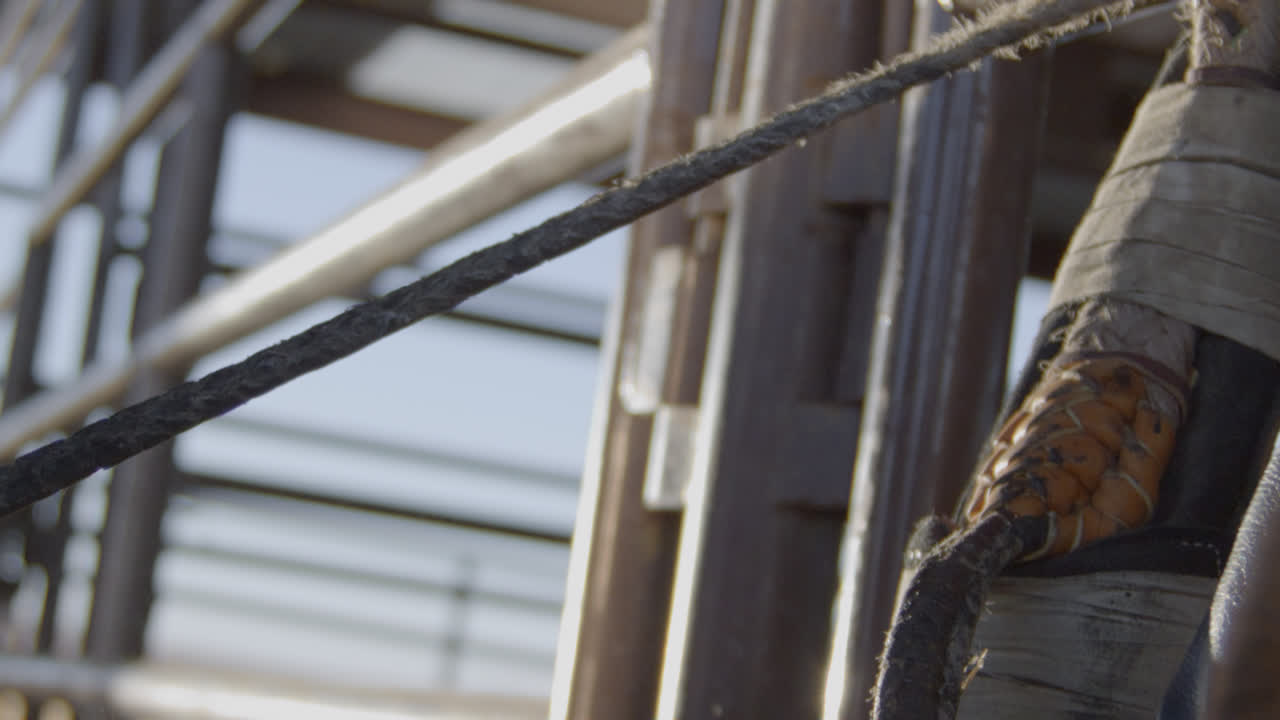 el vaquero calienta la cuerda de resina montada en el toro tirando de ella repetidamente