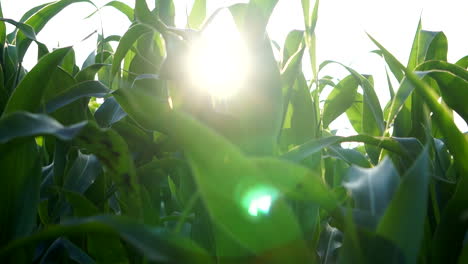 The-sun-peaks-through-green-corn-leaves-on-a-corn-field-producing-sun-streaks-and-light-rays