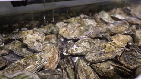 fresh oysters for sell in an aquarium with clear water, close up
