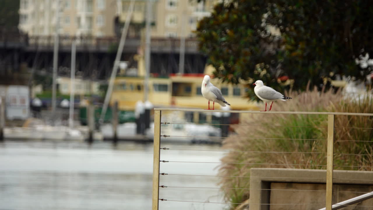 노란색 보트가 있는 산업 항구 앞에서 기다리고 있는 공원의 난간에 있는 갈매기 두 마리
