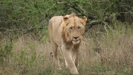 Foto-De-Seguimiento-De-Un-León-Caminando-Y-Usando-Un-Collar-De-Seguimiento