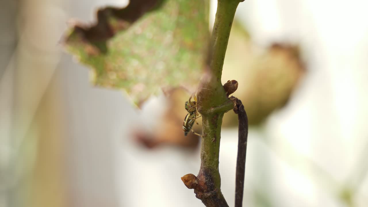 Jumping Spider Crawling On Plant Stem - Close Up